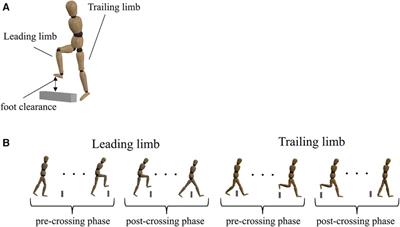 Motor flexibility to stabilize the toe position during obstacle crossing in older adults: an investigation using an uncontrolled manifold analysis